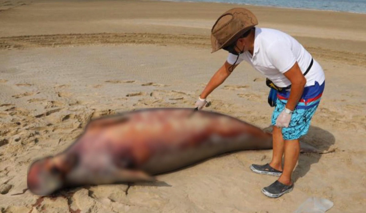 Dugong found dead at Al Udeid Beach